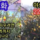 4월 탄생화 금작화 에니시다 애니시다 키우기 이미지
