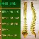 허리디스크병 - 12번척추, 4번척추라고 하는데 번호는 무엇 ? 이미지