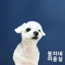 애니네 반려견 미용실 이미지