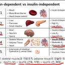 여성의 콜레스테롤이 점점 높아지는 이유 이미지