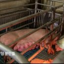 스페샬돼지