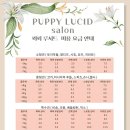 퍼피루시드 네이버블로그