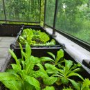 초보식물 집사들을 위한 홈가드닝 | 라탄 모듈 플랜트박스 홈가드닝 화단 텃밭 제작 2년 실사용 후기