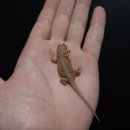 알비노랩 이미지