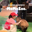 신화병원 앞 | 모모쥬 동물원 제주신화월드점 : ​요즘 핫한 카피바라 보러 제주로! 신화월드 이색 데이트 코스, 아이와...