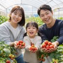 형제농장 | 딸기체험 봄 여행 코스 가족 체험 농장 근교 정리, 이번 주말 어디 갈지 고민 끝내요