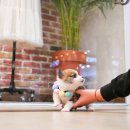 구산동강아지 이미지