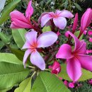 하와이 꽃 (plumeria) 이미지