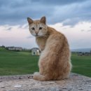 고양이랑 이미지