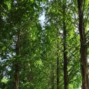 공주-53 Daum카페