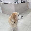 강동구 핫플 애견카페 🐶 뭉스벨리 아이랑 다녀온 솔직후기 (ft. 리트리버카페)