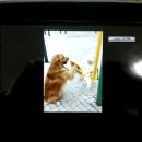 뉴대박PC 이미지