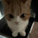 나만없어고양이