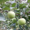 청송목장2 이미지