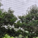 비가오네요 이미지