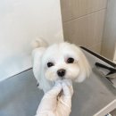 홍글몽글 이미지