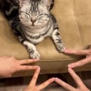고냥이