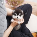 명지자연유치원 | 명지강아지입양 테디럽 가까이서 알아봐요