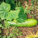 부신농장 이미지