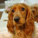 고능말로 이미지