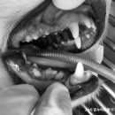 온누리동물병원 이미지