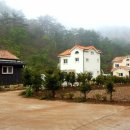 부수배리연리지하우스 | 부수배리빌리지 경계수 전격 교체