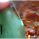 명품해물 이미지