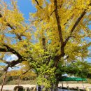 두곡리 은행나무 이미지