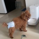 편한미용 | 수원 강아지 미용 놀러왕왕왕 | 11살 푸들 까부리 동안 미용 후기