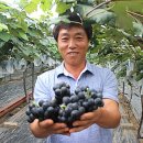 주당도가 이미지