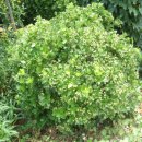 사철나무집 이미지