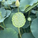 연꽃단지 화장실 이미지