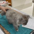 메트로24시응급동물병원