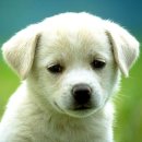 참좋은동물병원 이미지