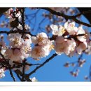 살구꽃공원 이미지