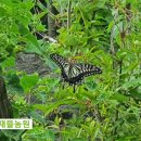 나비텃밭농원 이미지