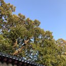 아우레올라(Aureola)