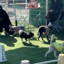 쿵이 | [의정부 애견카페] 실내 &amp; 실외 애견 놀이터가 잘 되어 있는 테일즈업 탄이랑 쿵이랑 방문 후기