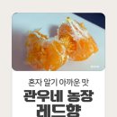 관우농장 | 새콤달콤 조화로운 맛_ 레드향(혼자 먹고 싶은 레드향)