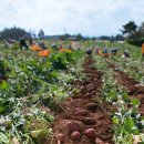 밤나무골 농장 이미지