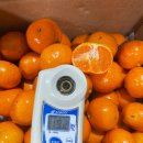 형제청과 이미지