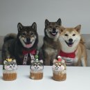 펫스튜리(petschurri) | 나츠의 3번째 생일 -펫스튜리 강아지 컵케이크 주문제작/강아지 케이크