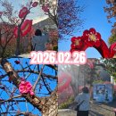 매곡동 주민센터 | 순천 봄꽃구경 매곡동 탐매마을 홍매화 명소