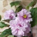 바이올렛 이미지