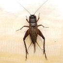 천보산 유아숲체험원 이미지