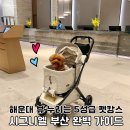 펫.낭만살롱 | 시그니엘 부산 애견동반숙소 5성급 강아지동반호텔 펫캉스 후기