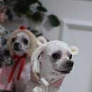 조이펫살롱 이미지