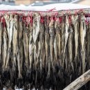 명태덕장 이미지