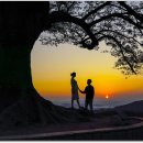 사랑나무 이미지