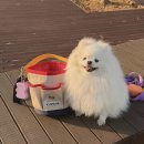 강아지 산책가방 🐶 아이캔더 쥬키니백 내돈내산 후기 🎒